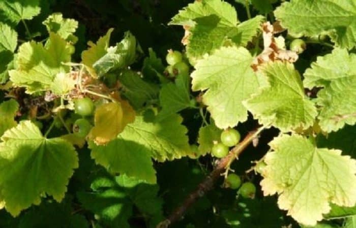Why do gooseberries turn yellow and dry in summer and what to do about it?