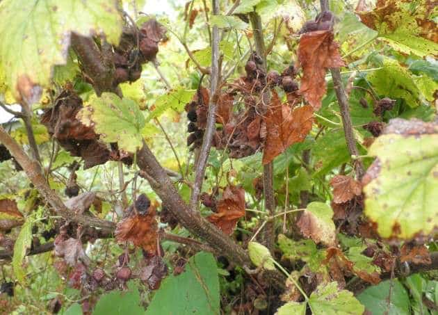 Why do gooseberries turn yellow and dry in summer and what to do about it?