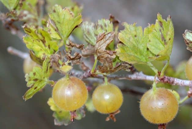 Why do gooseberries turn yellow and dry in summer and what to do about it?