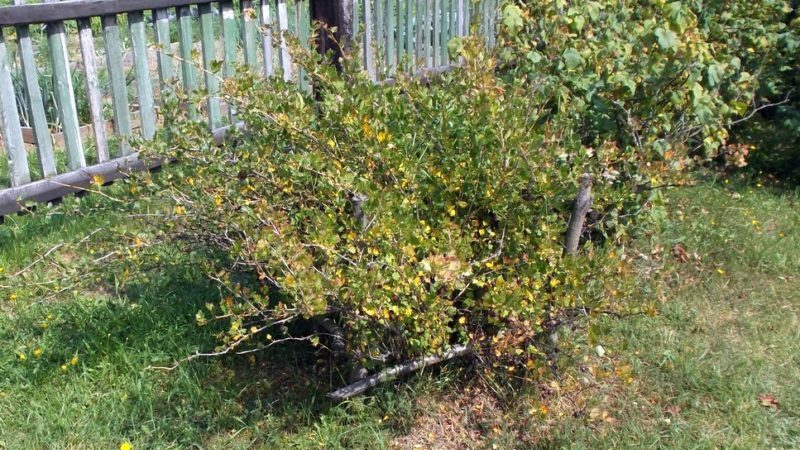 Why do gooseberries turn yellow and dry in summer and what to do about it?