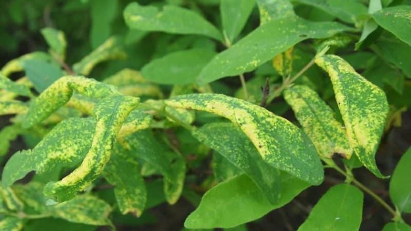 Why do honeysuckle leaves turn yellow in June and how to fix it
