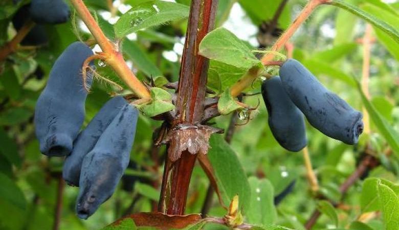 Mid-season honeysuckle variety with sweet and sour taste Nightingale