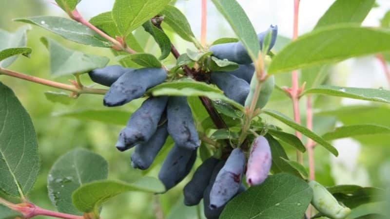 Mid-season honeysuckle variety with sweet and sour taste Nightingale