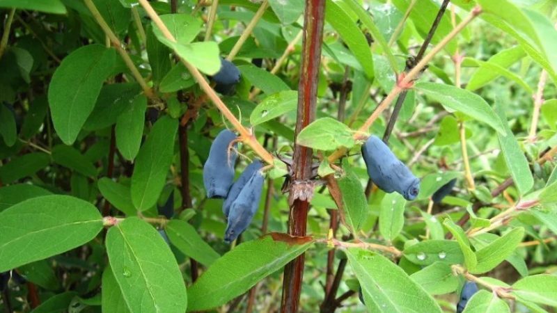 Mid-season honeysuckle variety with sweet and sour taste Nightingale