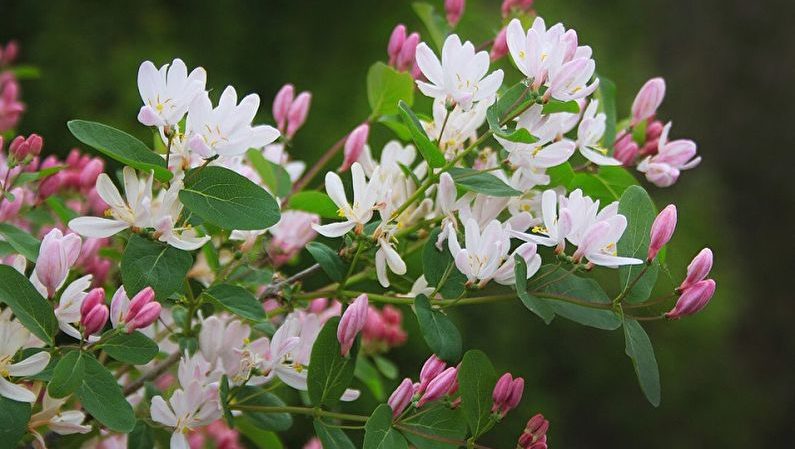 Table of honeysuckle pollinators - types and methods of pollination
