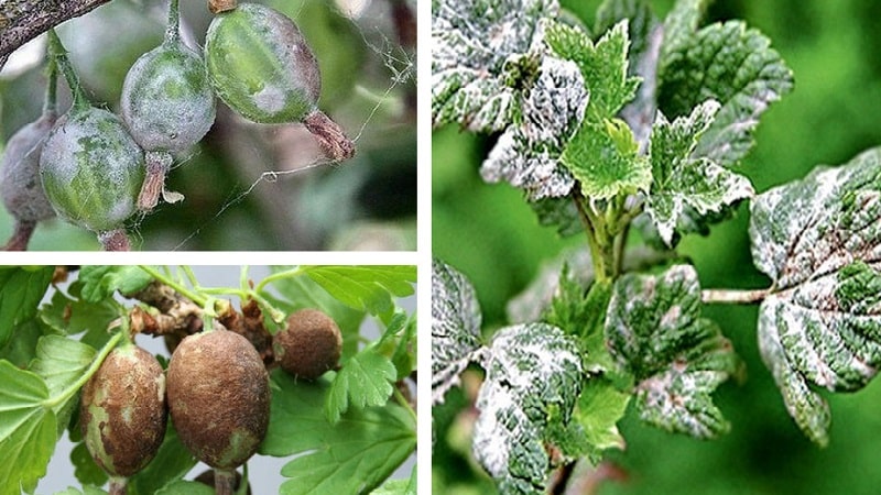 How to deal with mold on gooseberries
