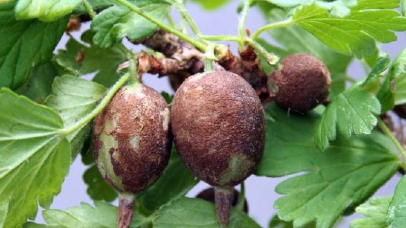 How to deal with mold on gooseberries