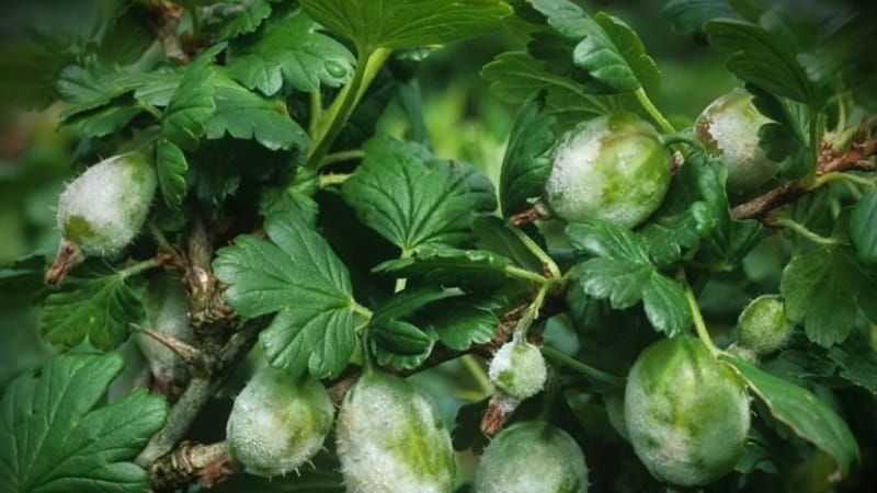How to deal with mold on gooseberries