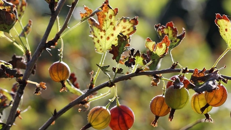 How to deal with mold on gooseberries