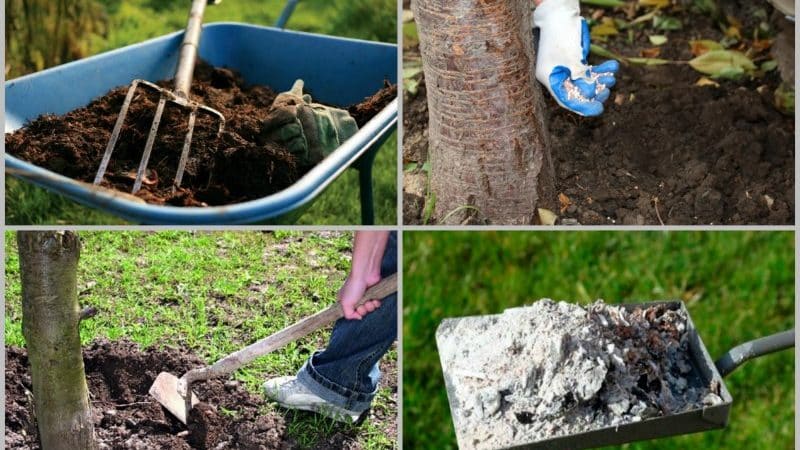 Why do cherry leaves turn yellow in July and how to treat the tree correctly