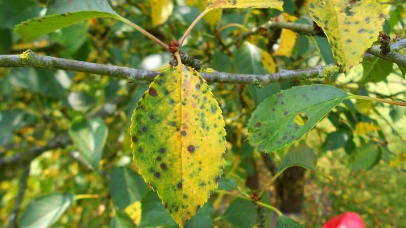 Why do cherry leaves turn yellow in July and how to treat the tree correctly