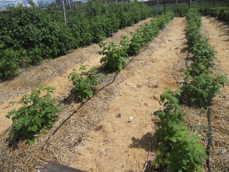 Instructions for watering raspberries in summer: frequency, abundance and methods