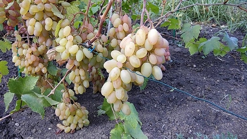 How and what to feed grapes in June