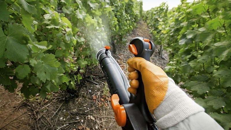How and what to feed grapes in June