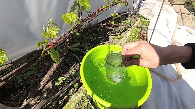 How and what to feed grapes in June