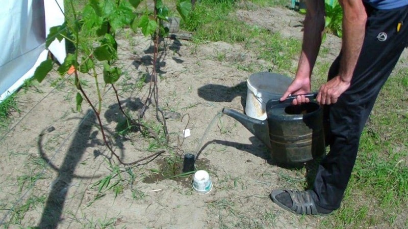 Caring for grapes in summer: necessary work in the vineyard and advice from experienced winegrowers