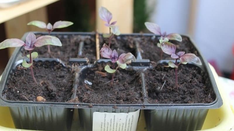 Reasons why basil grows poorly and what to do about it