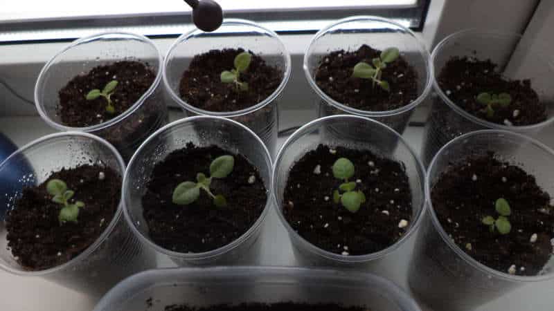 Reasons why basil grows poorly and what to do about it