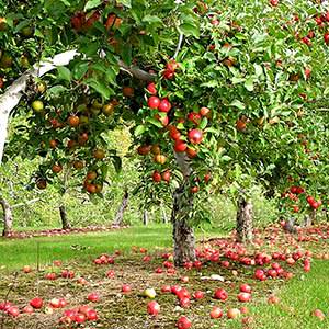 Advice from experienced gardeners