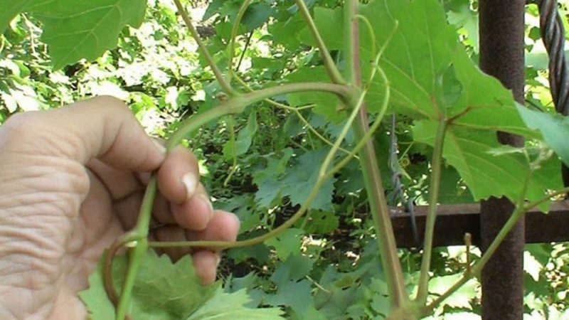 Guide to caring for grapes in August and advice from experienced winegrowers
