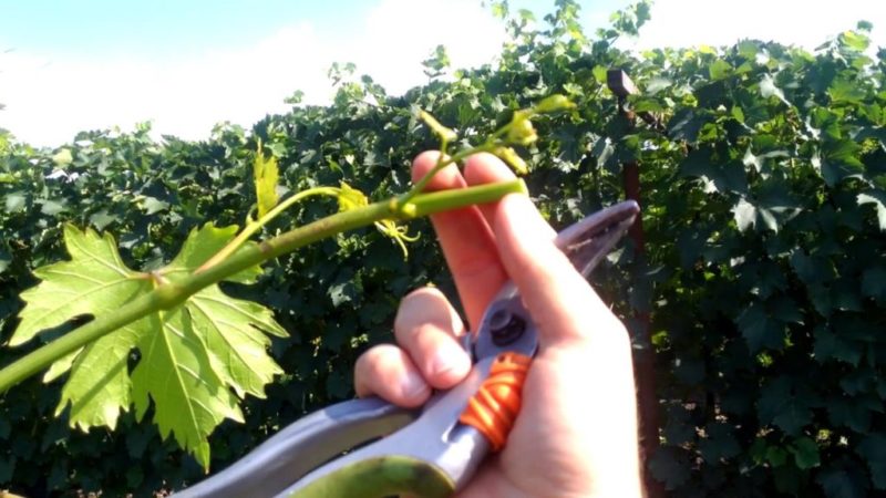 Is it possible to speed up the ripening of grapes in August and how to do it