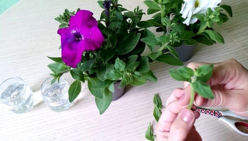 Growing and care of ampelous petunia: pinching for gorgeous lush flowering
