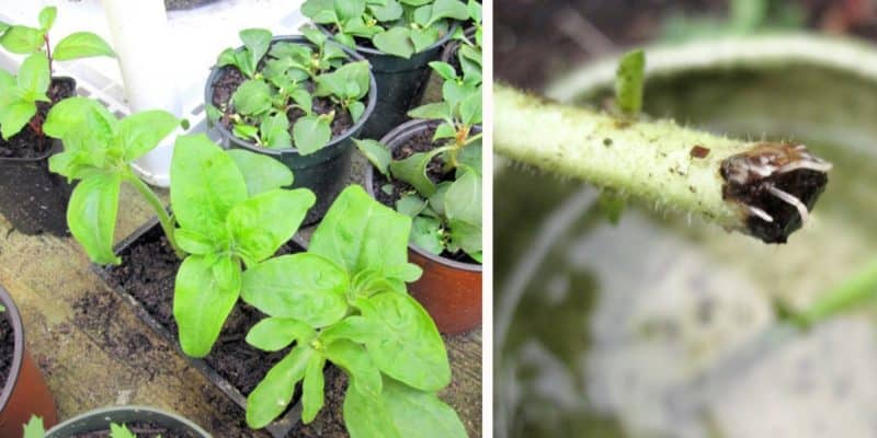 Growing and care of ampelous petunia: pinching for gorgeous lush flowering