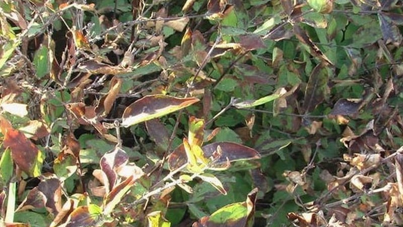 What to do if honeysuckle dries out in the garden and why this might happen