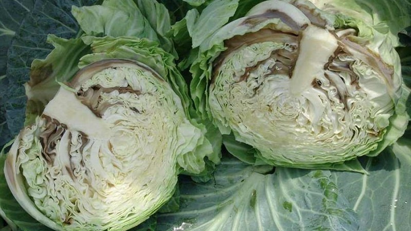 What to do when cabbage rots on the vine