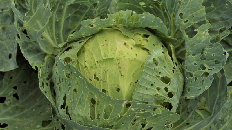 What to do with holes in cabbage leaves