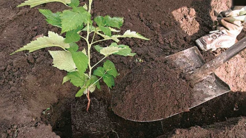 Instructions for properly planting raspberries in summer for beginner gardeners