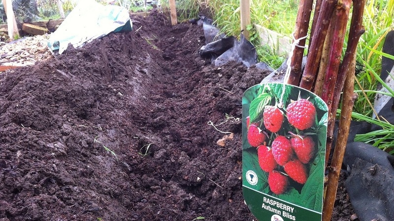 Instructions for properly planting raspberries in summer for beginner gardeners