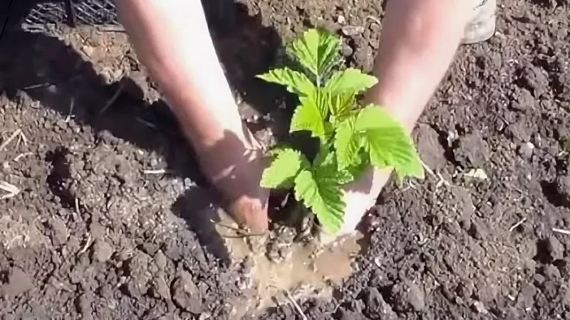 Instructions for properly planting raspberries in summer for beginner gardeners