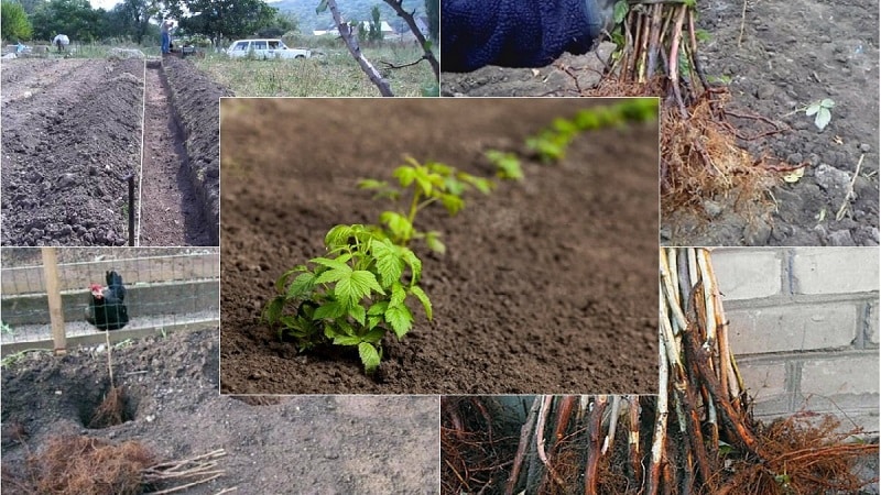 Instructions for properly planting raspberries in summer for beginner gardeners