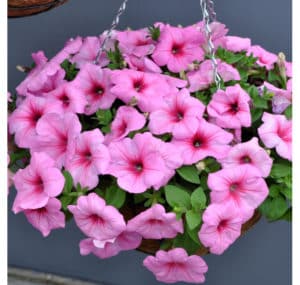 Growing and care of ampelous petunia: pinching for gorgeous lush flowering