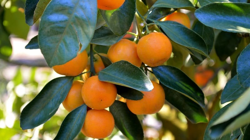 What is the name of the mixture of orange and tangerine, and what other citrus hybrids exist?