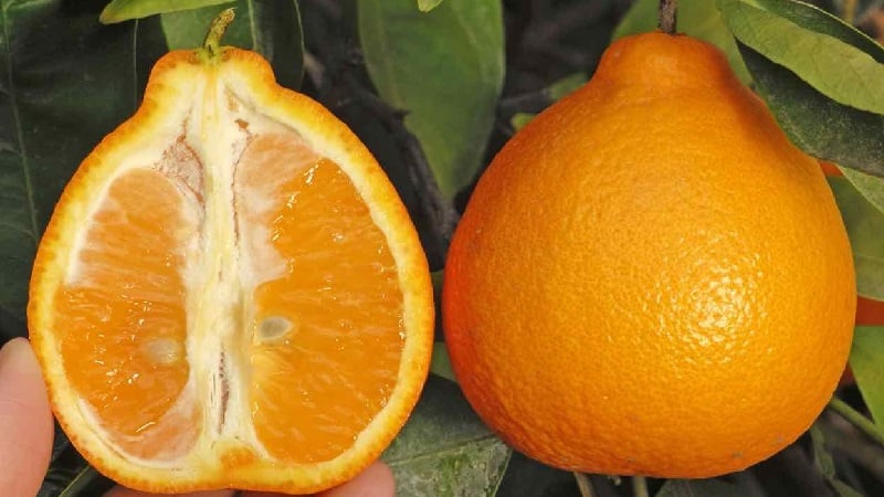 What is the name of the mixture of orange and tangerine, and what other citrus hybrids exist?