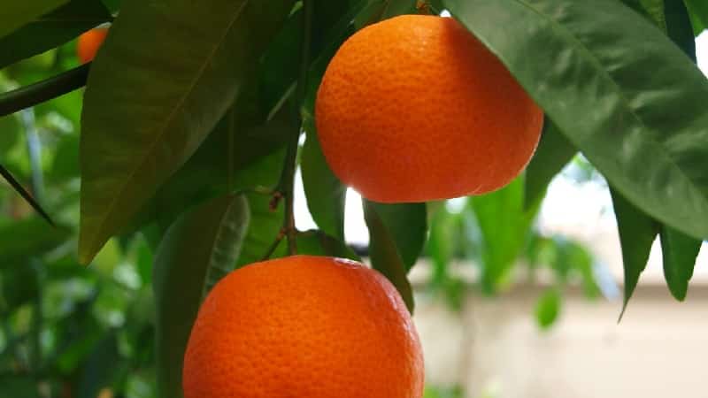 What is the name of the mixture of orange and tangerine, and what other citrus hybrids exist?