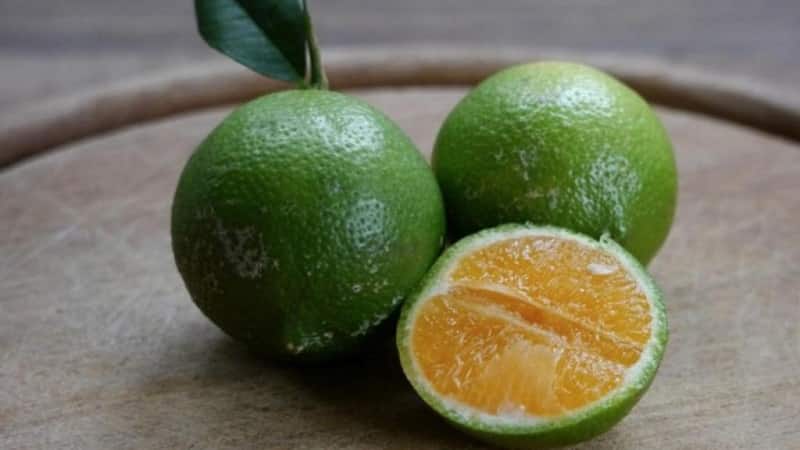 What is the name of the mixture of orange and tangerine, and what other citrus hybrids exist?