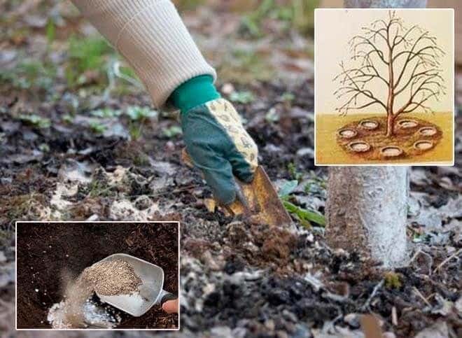 Fertilizing the garden correctly: how to feed an apple tree in July for a good harvest