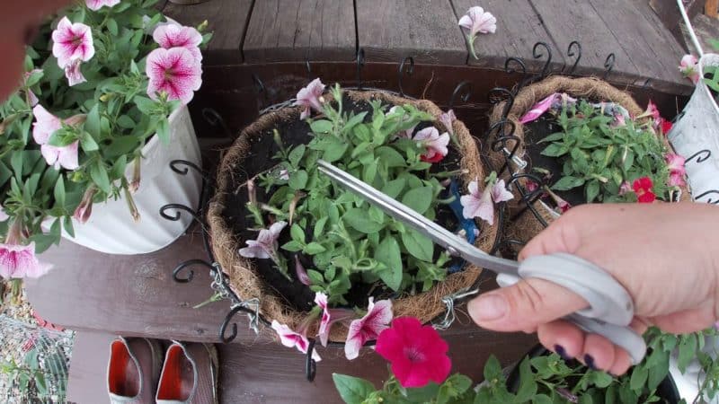Growing and care of ampelous petunia: pinching for gorgeous lush flowering