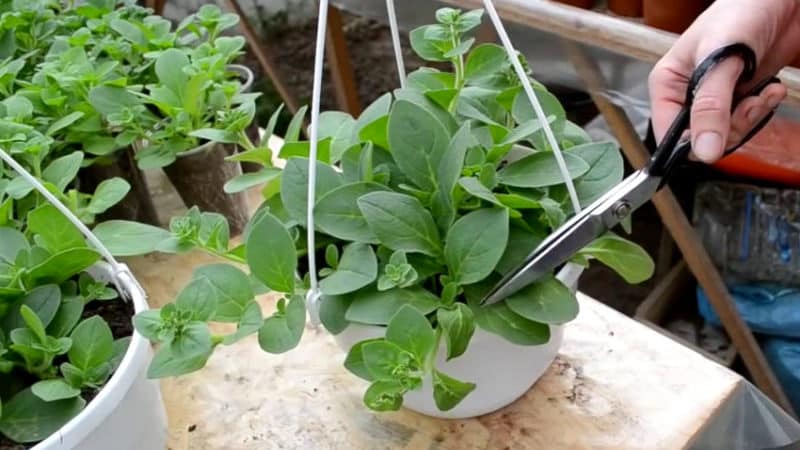Growing and care of ampelous petunia: pinching for gorgeous lush flowering