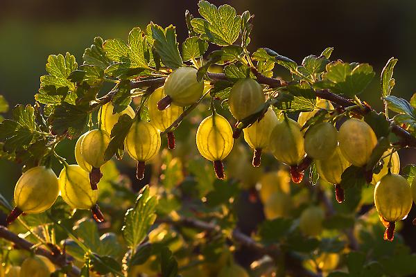 When do gooseberries ripen in the Moscow region and how to determine the ripeness of the berries