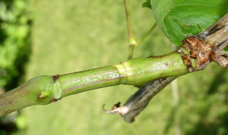 Is it possible to speed up the ripening of grapes in August and how to do it
