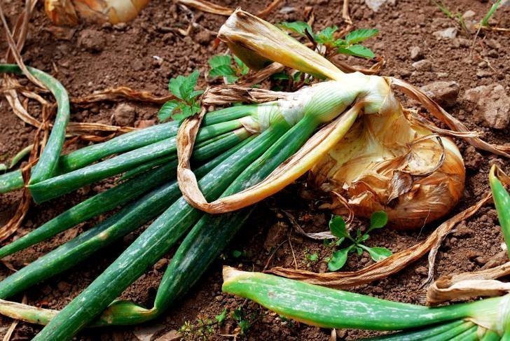 What to do if onions rot in the garden and why this happens