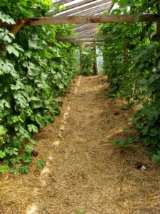 How to properly care for grapes in July: what to do, tips for beginning winegrowers