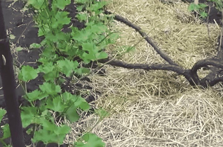 Guide to caring for grapes in August and advice from experienced winegrowers