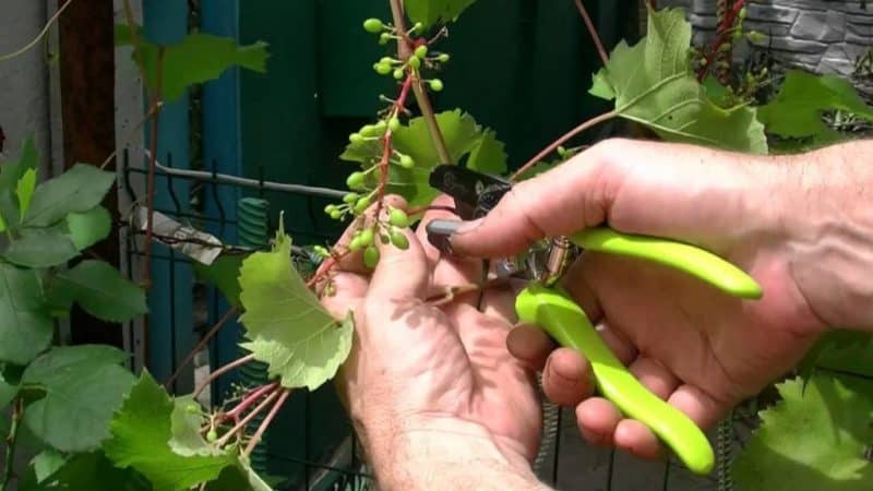 Is it possible to speed up the ripening of grapes in August and how to do it