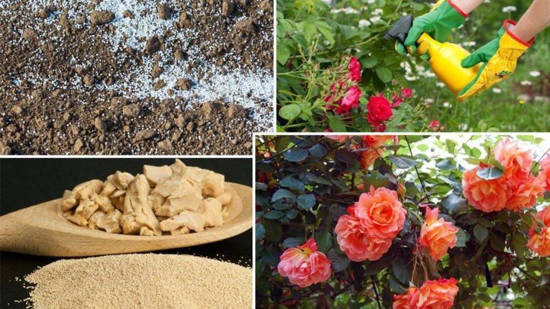 How to feed roses in the fall: the best means