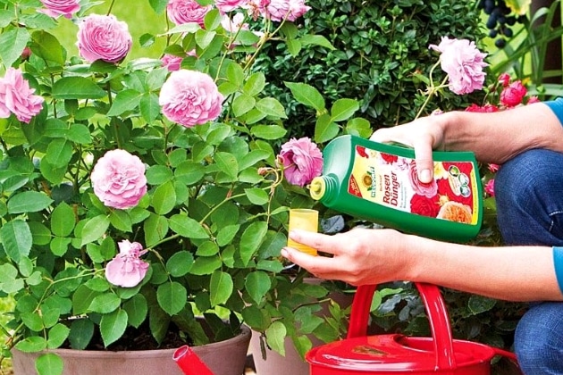 How and what to feed roses in July for lush flowering